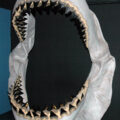 Reconstructed Megalodon shark jaw at Newport Aquarium
