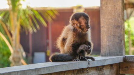 Monkey