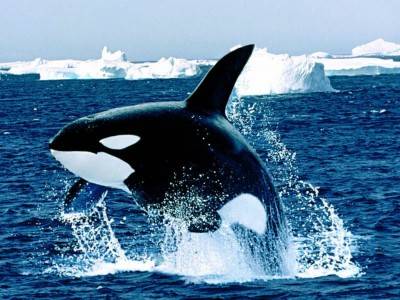 Killer whale - smarter than the average shark.