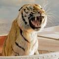 Life of Pi