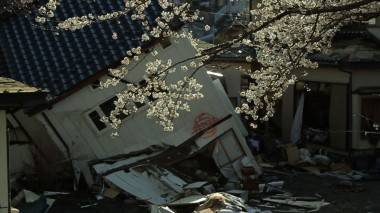 The Tsunami and the Cherry Blossom Still