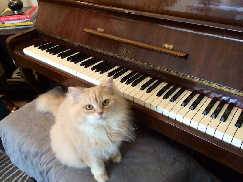 piano_kitty_01