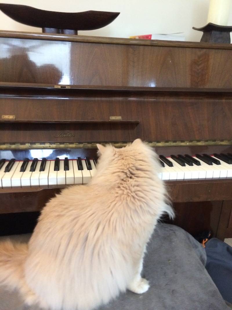 piano_kitty_02