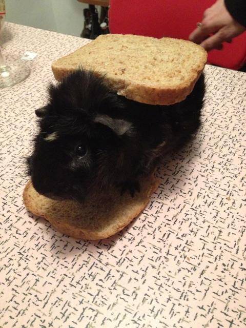 punk band guinea pig