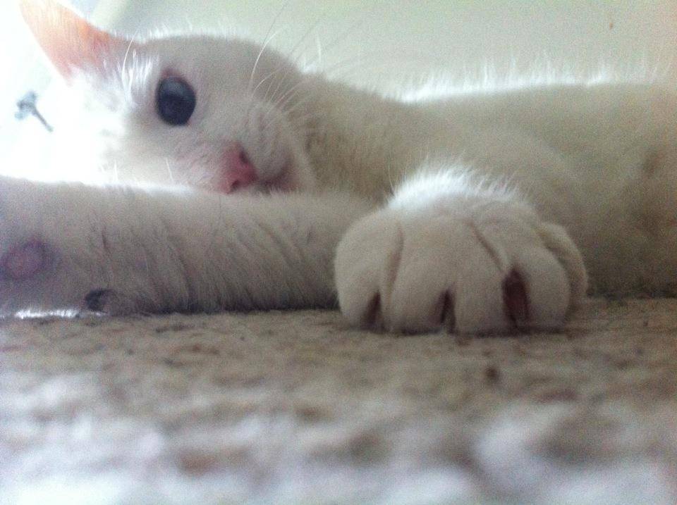 Chatteron Cats 6