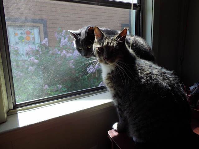 Chaz and Coda looking out the window