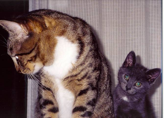 Chaz with Coda the kitten