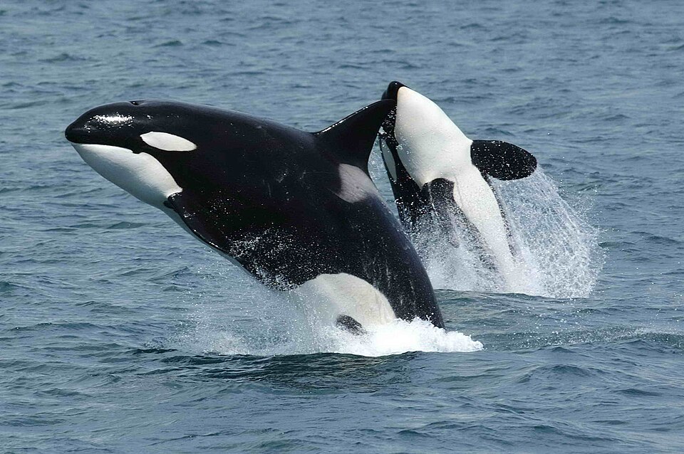 Two killer whales jumping from the ocean off Alaska