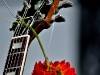 plants-animals