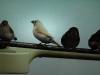 finches_02