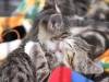 kitten_05