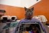meowfest-13