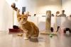 meowfest-14