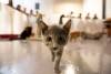 meowfest-16