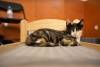 meowfest-19