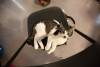 meowfest-20