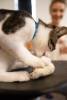 meowfest-22