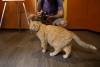 meowfest-39