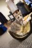 meowfest-40
