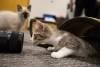 meowfest-46