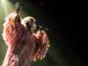 peaches-04