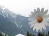 Pemberton_03_flower