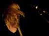 wye-oak-concert-photo-9
